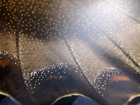 macro photo of a butterfly wingの写真素材