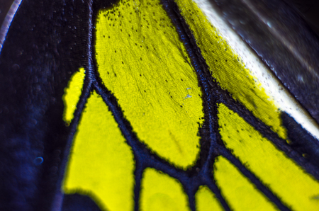 macro photo of a butterfly wingの写真素材