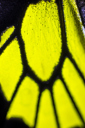 macro photo of a butterfly wingの写真素材