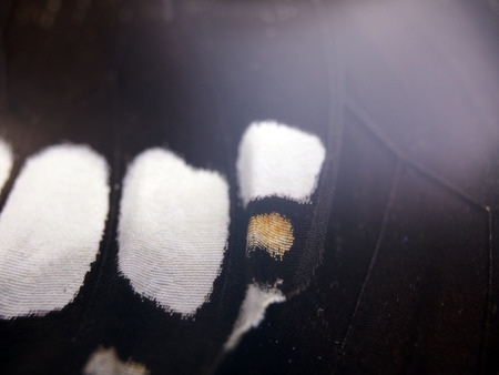macro photo of a butterfly wingの写真素材