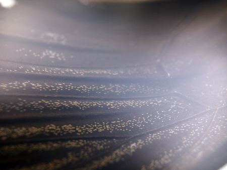 macro photo of a butterfly wingの写真素材