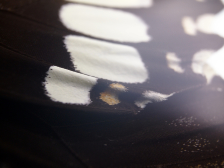 macro photo of a butterfly wingの写真素材