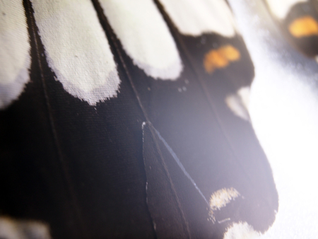 macro photo of a butterfly wingの写真素材