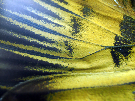 macro photo of a butterfly wingの写真素材