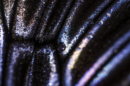 macro photo of a butterfly wingの写真素材
