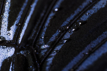 macro photo of a butterfly wingの写真素材