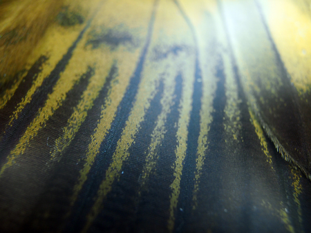 macro photo of a butterfly wingの写真素材