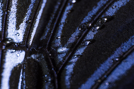 macro photo of a butterfly wingの写真素材