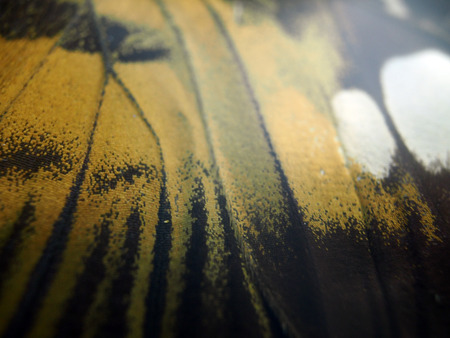 macro photo of a butterfly wingの写真素材