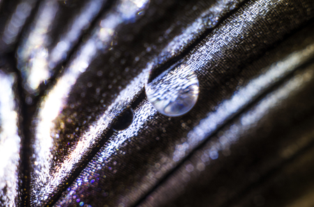 macro photo of a butterfly wingの写真素材