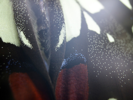 macro photo of a butterfly wingの写真素材