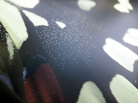 macro photo of a butterfly wingの写真素材