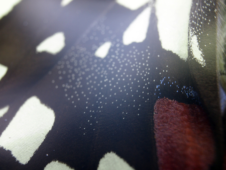 macro photo of a butterfly wingの写真素材