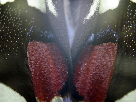 macro photo of a butterfly wingの写真素材