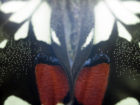 macro photo of a butterfly wingの写真素材