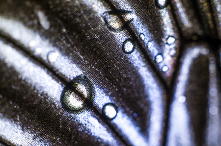 macro photo of a butterfly wingの写真素材