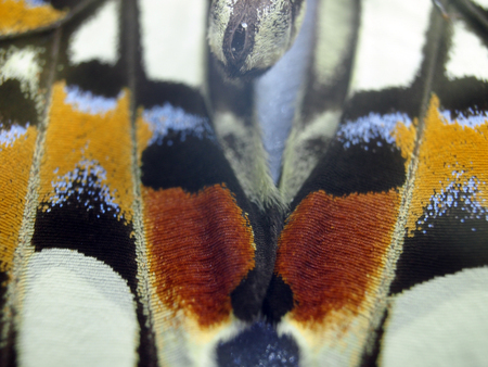 macro photo of a butterfly wingの写真素材