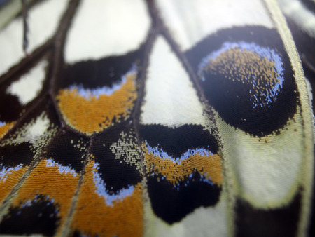 macro photo of a butterfly wingの写真素材