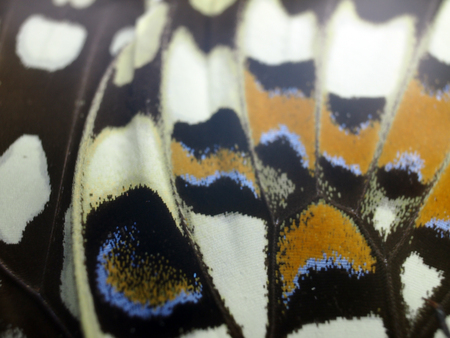macro photo of a butterfly wingの写真素材