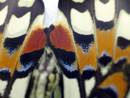 macro photo of a butterfly wingの写真素材
