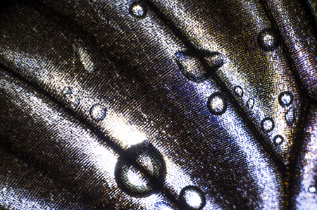 macro photo of a butterfly wingの写真素材