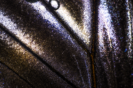 macro photo of a butterfly wingの写真素材