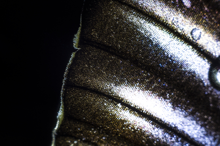 macro photo of a butterfly wingの写真素材