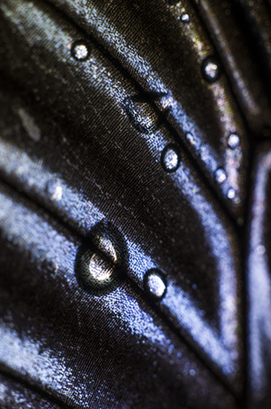 macro photo of a butterfly wingの写真素材