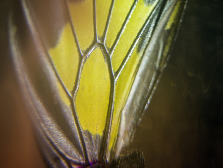 macro photo of a butterfly wingの写真素材