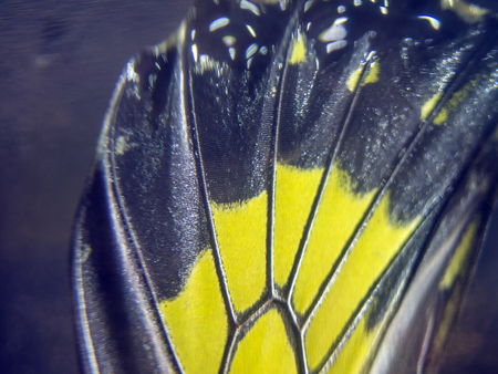 macro photo of a butterfly wingの写真素材