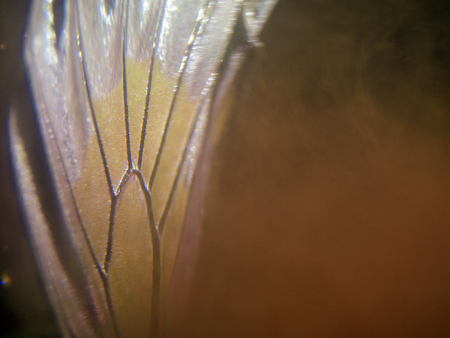 macro photo of a butterfly wingの写真素材