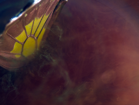 macro photo of a butterfly wingの写真素材