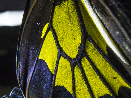 macro photo of a butterfly wingの写真素材