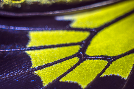 macro photo of a butterfly wingの写真素材