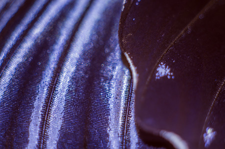 macro photo of a butterfly wingの写真素材