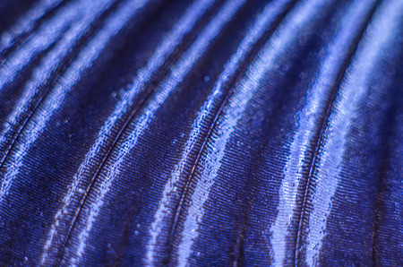 macro photo of a butterfly wingの写真素材