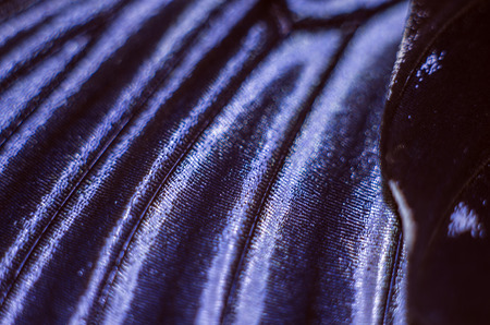 macro photo of a butterfly wingの写真素材