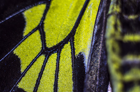 macro photo of a butterfly wingの写真素材