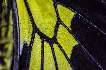 macro photo of a butterfly wingの写真素材