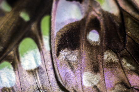 macro photo of a butterfly wingの写真素材