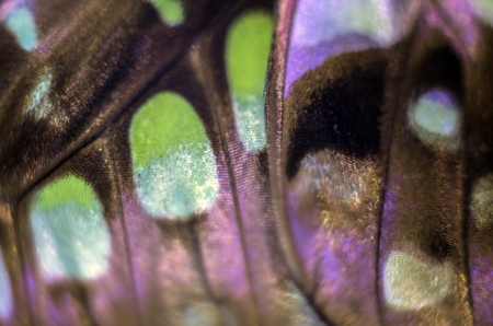 macro photo of a butterfly wingの写真素材