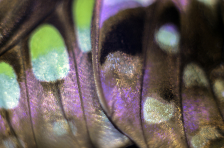 macro photo of a butterfly wingの写真素材