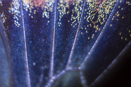 macro photo of a butterfly wingの写真素材