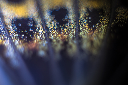 macro photo of a butterfly wingの写真素材