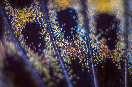 macro photo of a butterfly wingの写真素材