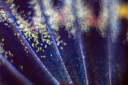 macro photo of a butterfly wingの写真素材