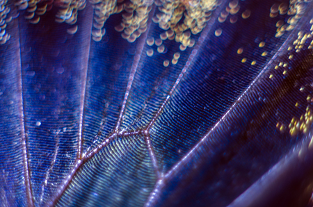 macro photo of a butterfly wingの写真素材