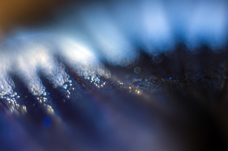 macro photo of a butterfly wingの写真素材