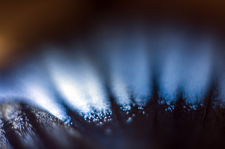 macro photo of a butterfly wingの写真素材