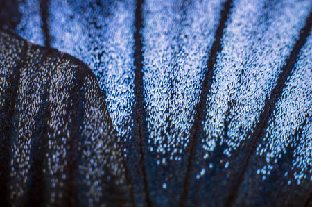 macro photo of a butterfly wingの写真素材
